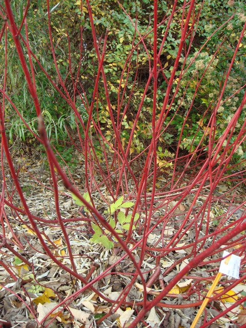 Cornus alba 'Elegantissima' ecorce